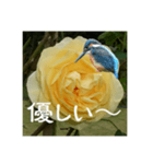 黄色い薔薇カワセミ（個別スタンプ：4）