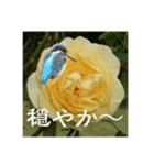 黄色い薔薇カワセミ（個別スタンプ：5）