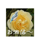 黄色い薔薇カワセミ（個別スタンプ：7）