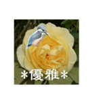 黄色い薔薇カワセミ（個別スタンプ：10）