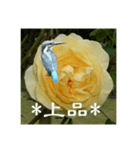 黄色い薔薇カワセミ（個別スタンプ：11）