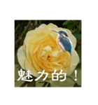 黄色い薔薇カワセミ（個別スタンプ：13）