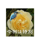 黄色い薔薇カワセミ（個別スタンプ：16）