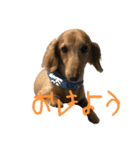 じゃっくとふぇる（個別スタンプ：1）