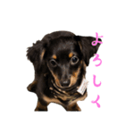 じゃっくとふぇる（個別スタンプ：10）
