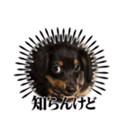 じゃっくとふぇる（個別スタンプ：13）