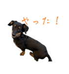 じゃっくとふぇる（個別スタンプ：15）