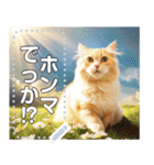 【猫】神々しいネコ（個別スタンプ：21）