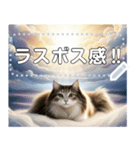 【猫】神々しいネコ（個別スタンプ：23）