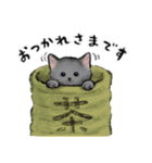 うちの子グレー猫！(にほんねこ)（個別スタンプ：16）