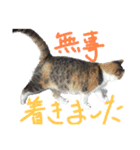 三毛猫シェルのごあいさつ（個別スタンプ：8）