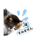 三毛猫シェルのごあいさつ（個別スタンプ：9）