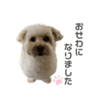 マルプーのふくまる②（個別スタンプ：1）