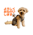 マルプーのふくまる②（個別スタンプ：2）