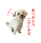 マルプーのふくまる②（個別スタンプ：4）