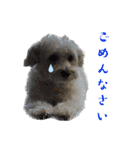 マルプーのふくまる②（個別スタンプ：5）