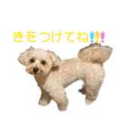 マルプーのふくまる②（個別スタンプ：9）