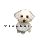 マルプーのふくまる②（個別スタンプ：12）