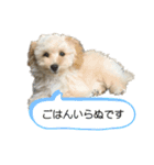 マルプーのふくまる②（個別スタンプ：15）