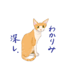 イイと思ってる猫たち（個別スタンプ：14）