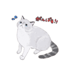 イイと思ってる猫たち（個別スタンプ：19）