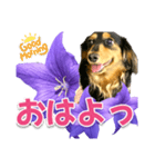 タックスLoveちゃん37キキョウとLoveちゃん（個別スタンプ：36）