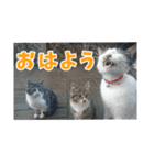 あるてぃめっと…にゃいやもんど2（個別スタンプ：1）