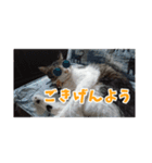 あるてぃめっと…にゃいやもんど2（個別スタンプ：4）