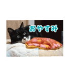 あるてぃめっと…にゃいやもんど2（個別スタンプ：8）