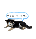 黒柴くん6（個別スタンプ：12）
