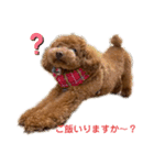 Angieの愛犬フランSTAMPS（個別スタンプ：2）