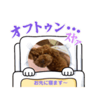 Angieの愛犬フランSTAMPS（個別スタンプ：3）