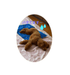 Angieの愛犬フランSTAMPS（個別スタンプ：6）