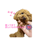 Angieの愛犬フランSTAMPS（個別スタンプ：7）