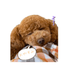 Angieの愛犬フランSTAMPS（個別スタンプ：8）