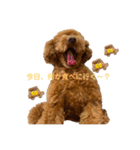 Angieの愛犬フランSTAMPS（個別スタンプ：9）
