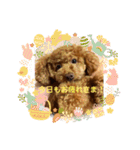 Angieの愛犬フランSTAMPS（個別スタンプ：11）