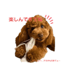Angieの愛犬フランSTAMPS（個別スタンプ：12）