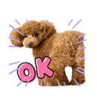Angieの愛犬フランSTAMPS（個別スタンプ：13）