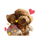 Angieの愛犬フランSTAMPS（個別スタンプ：14）