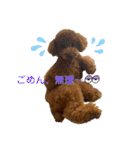 Angieの愛犬フランSTAMPS（個別スタンプ：15）