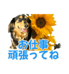 ダックスLoveちゃん38夏ひまわり2（個別スタンプ：1）