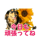 ダックスLoveちゃん38夏ひまわり2（個別スタンプ：2）