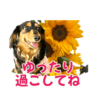 ダックスLoveちゃん38夏ひまわり2（個別スタンプ：4）
