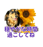 ダックスLoveちゃん38夏ひまわり2（個別スタンプ：5）
