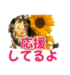 ダックスLoveちゃん38夏ひまわり2（個別スタンプ：6）
