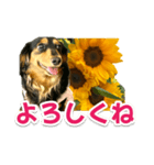 ダックスLoveちゃん38夏ひまわり2（個別スタンプ：10）
