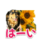 ダックスLoveちゃん38夏ひまわり2（個別スタンプ：11）