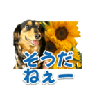 ダックスLoveちゃん38夏ひまわり2（個別スタンプ：19）