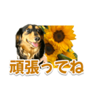 ダックスLoveちゃん38夏ひまわり2（個別スタンプ：32）